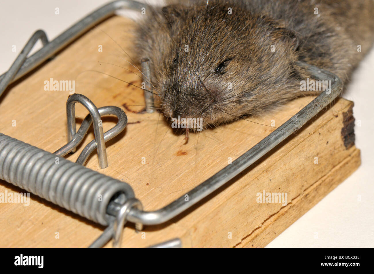 Mouse caught in trap fotografías e imágenes de alta resolución - Alamy