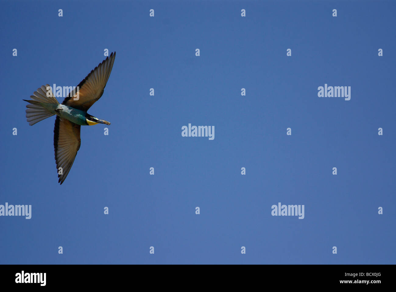 El abejaruco en vuelo Foto de stock