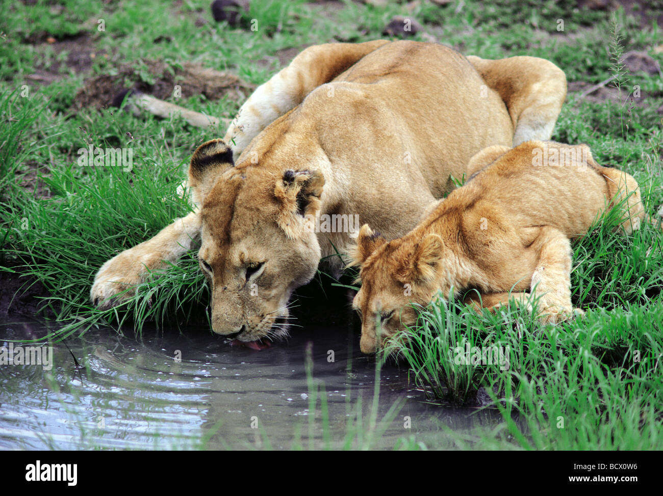 Leona con cub bebiendo de una pequeña piscina, Reserva Nacional de Masai Mara en Kenya África Oriental Foto de stock