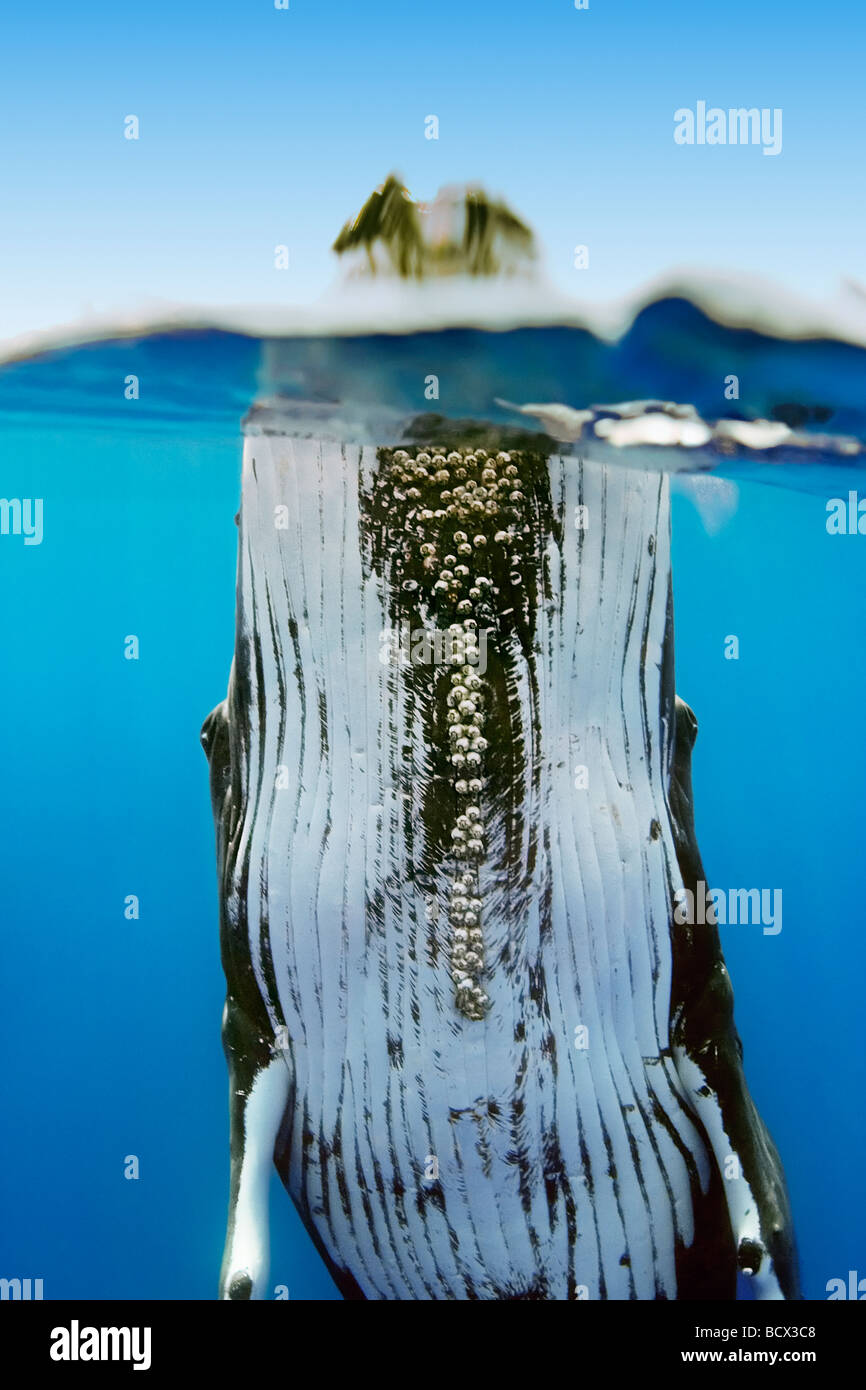 Ballena Jorobada bellota parasitaria percebes bajo el mentón Megaptera novaeangliae Cornula diaderma Océano Pacífico Hawai EE.UU. Foto de stock