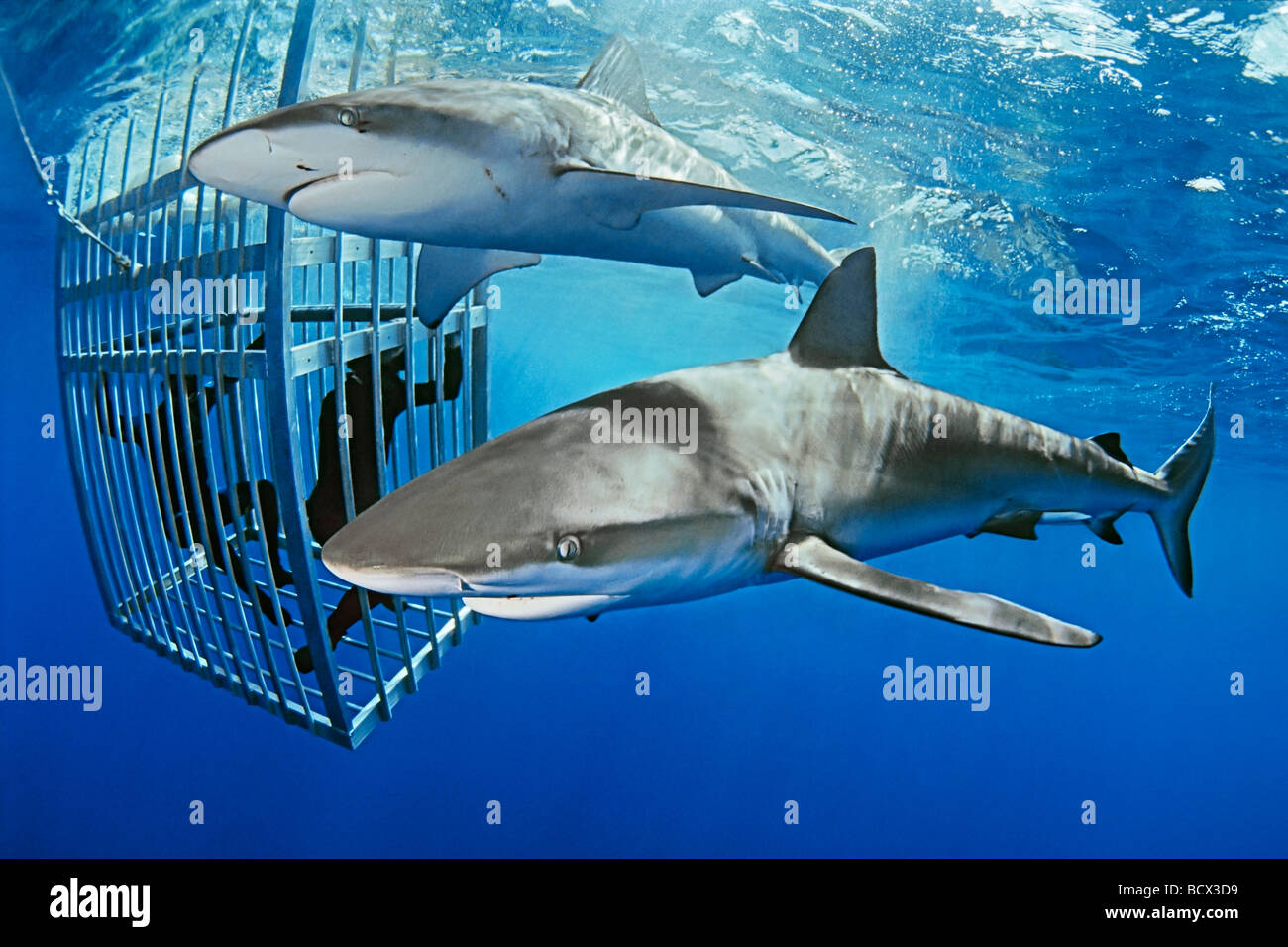 Jaula de tiburones fotografías e imágenes de alta resolución - Alamy