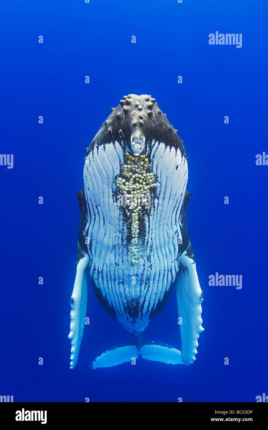 Ballena Jorobada con bellota parasitaria percebes adjunta Megaptera novaeangliae Cornula diaderma Océano Pacífico Hawai EE.UU. Foto de stock
