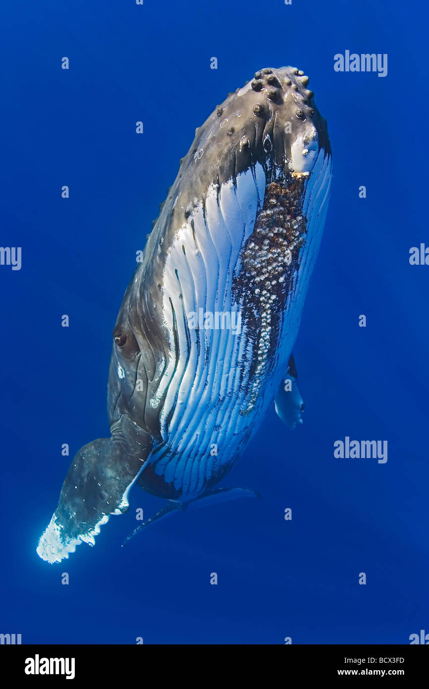 Ballena Jorobada con bellota parasitaria percebes adjunta Megaptera novaeangliae Cornula diaderma Océano Pacífico Hawai EE.UU. Foto de stock