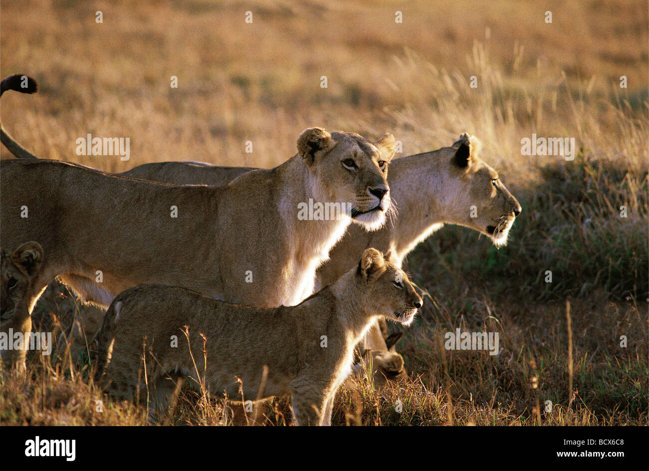 Dos Leonas alerta y Cub Reserva Nacional de Masai Mara en Kenya África Oriental Foto de stock