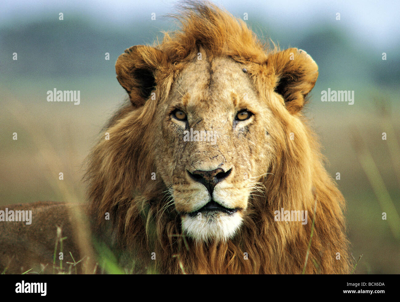 Close Up retrato de león macho fino con grandes mane Reserva Nacional de Masai Mara en Kenya África Oriental Foto de stock