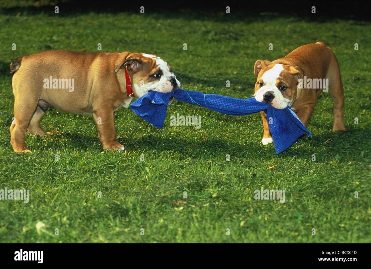 2 Englische Bulldoggen ziehen un einem Tuch Foto de stock