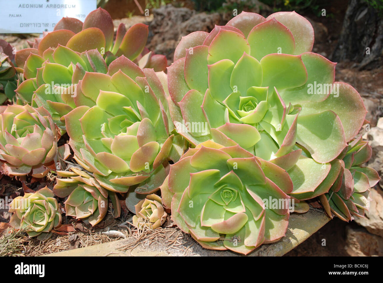 El árbol Aeonium Aeonium arboreum un suculento subtropical del género Aeonium en la familia de las crasuláceas Foto de stock