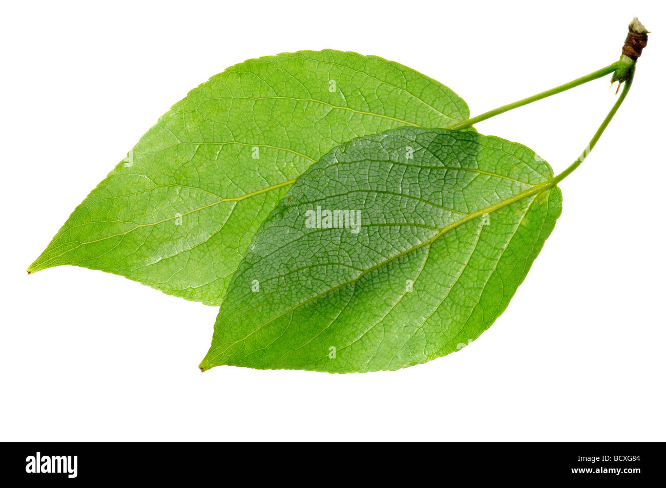 Hojas verdes aislado en blanco Foto de stock