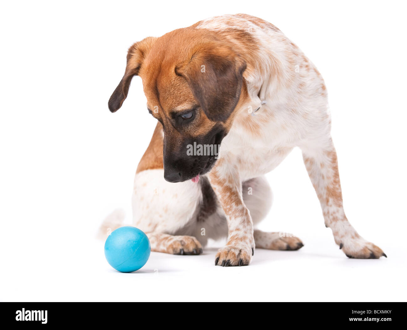 Pequeño perro blanco y marrón, centrándose claramente en una bola azul foto de estudio aislado en blanco Foto de stock