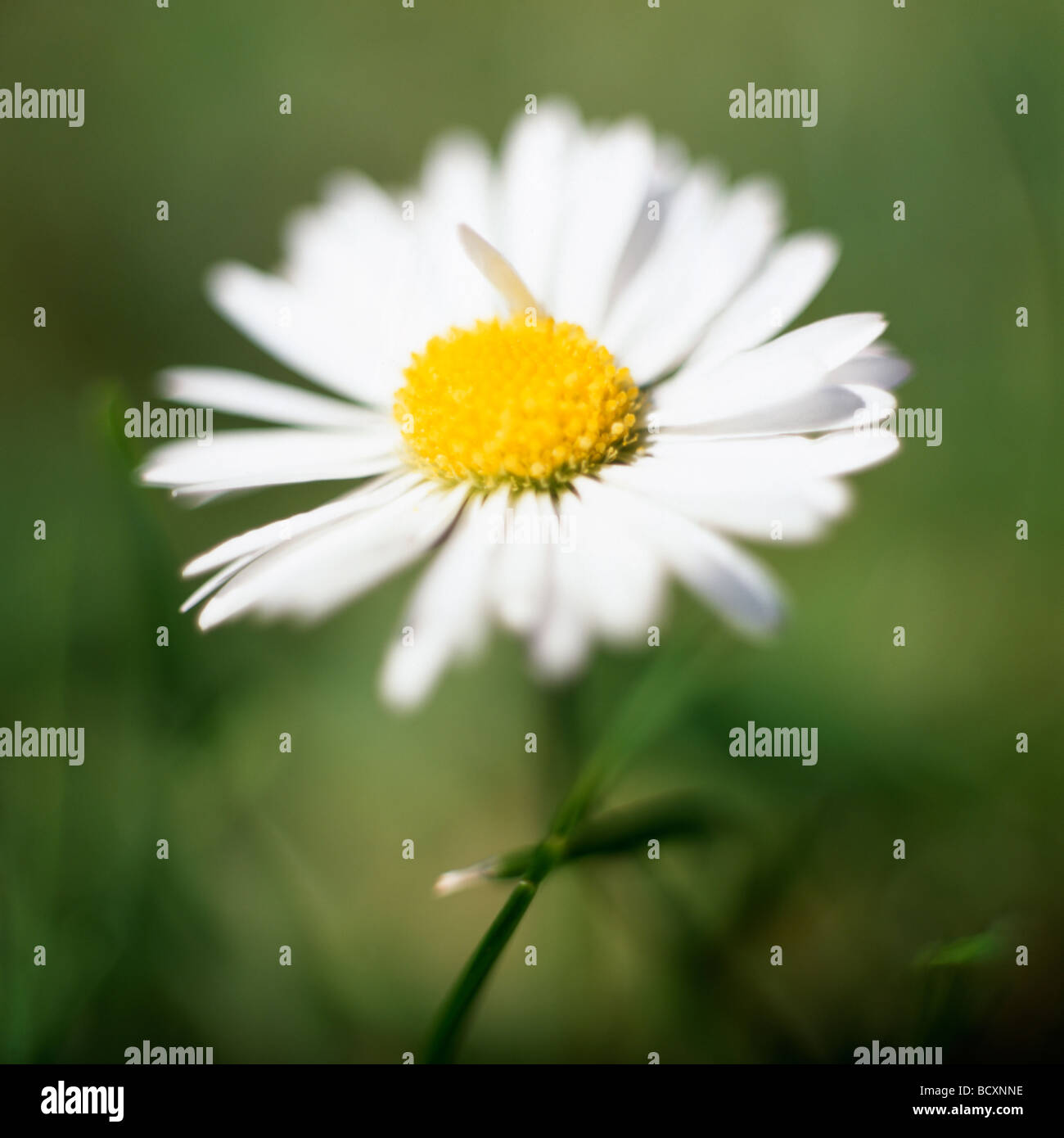 Precioso inglés daisy fotografía artística Jane Ann Butler Fotografía JABP319 Foto de stock