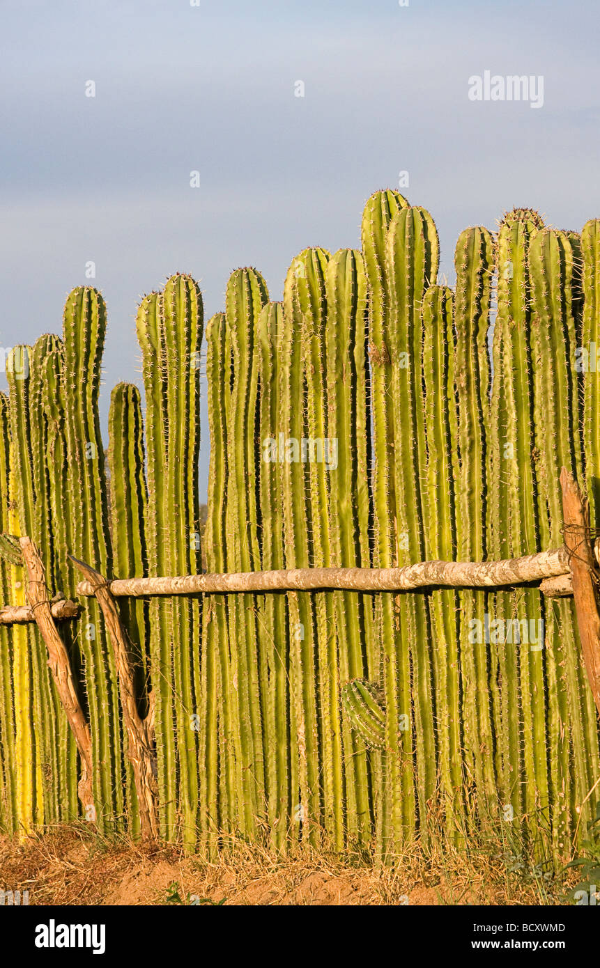 Cerca hecha de plantas de cactus vivos cerca de Mazatlán, México Foto de stock
