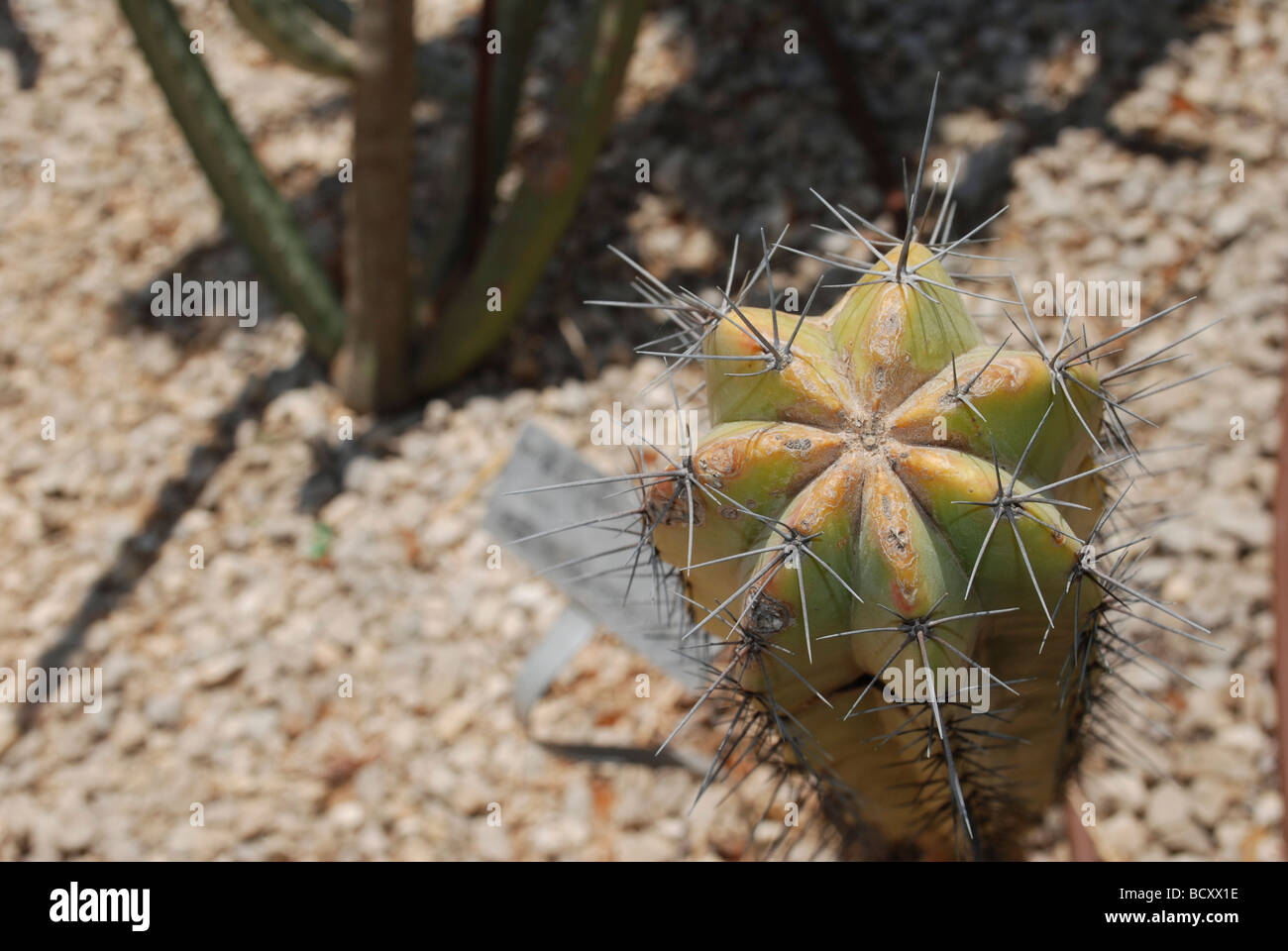Myrtillocactus geometrizans Cactus Arándano arándano o cactus vela azul Foto de stock