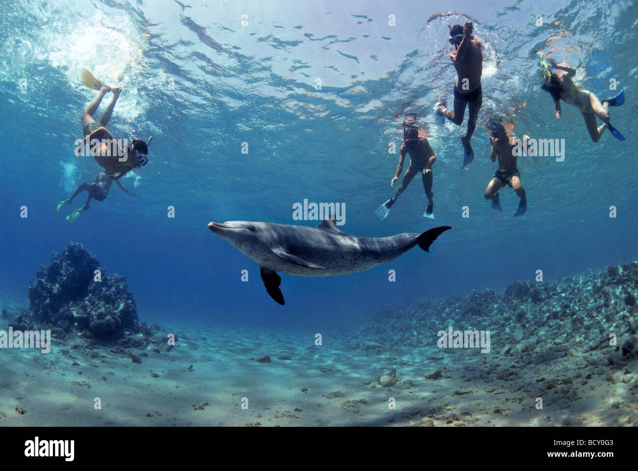 Los buceadores interactuando con wild Delfín Mular Tursiops truncatus Nuweiba Egipto Mar Rojo Foto de stock