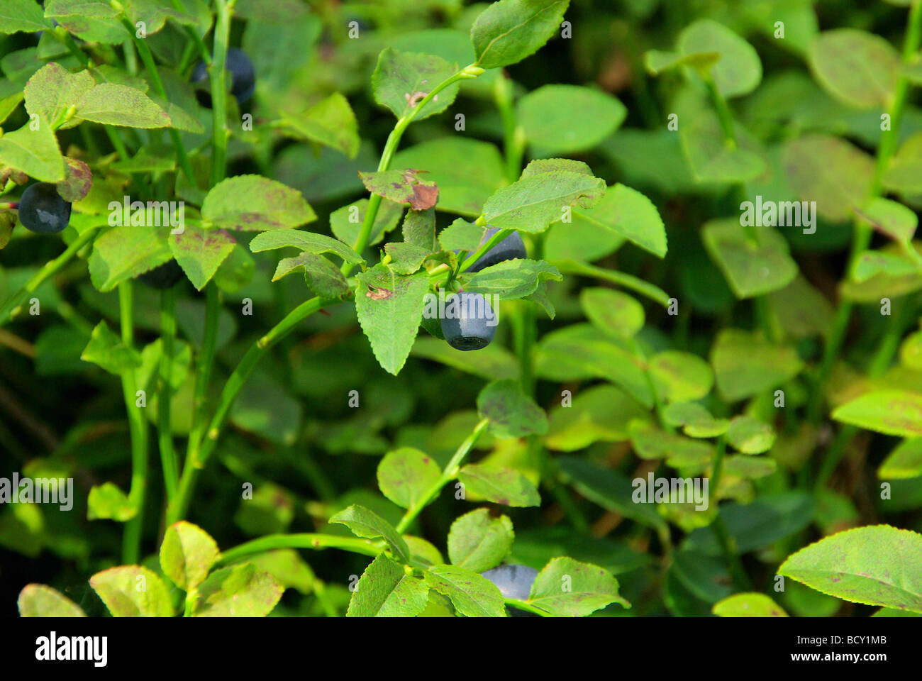 Pflanze Blaubeere planta de arándanos 04 Foto de stock