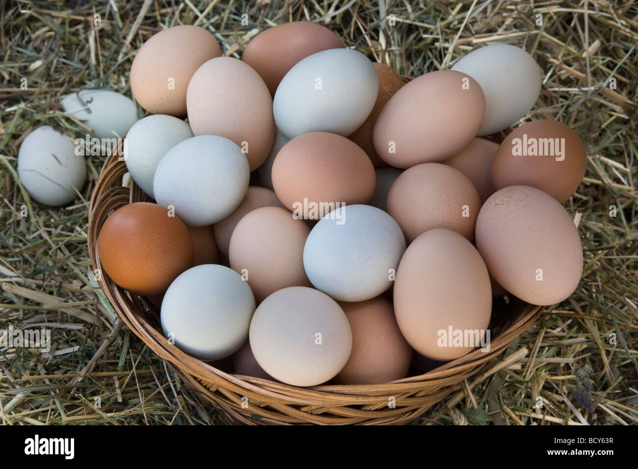 Huevos de gallina en el canasto, colores naturales. Foto de stock