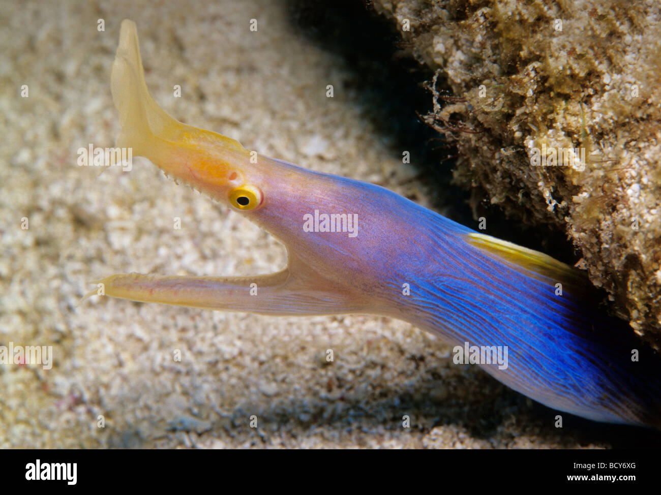 Rhinomuraena quaesita Anguila (cinta) en una postura agresiva, las islas Similan, Mar de Andaman, Tailandia, Asia, Océano Índico Foto de stock