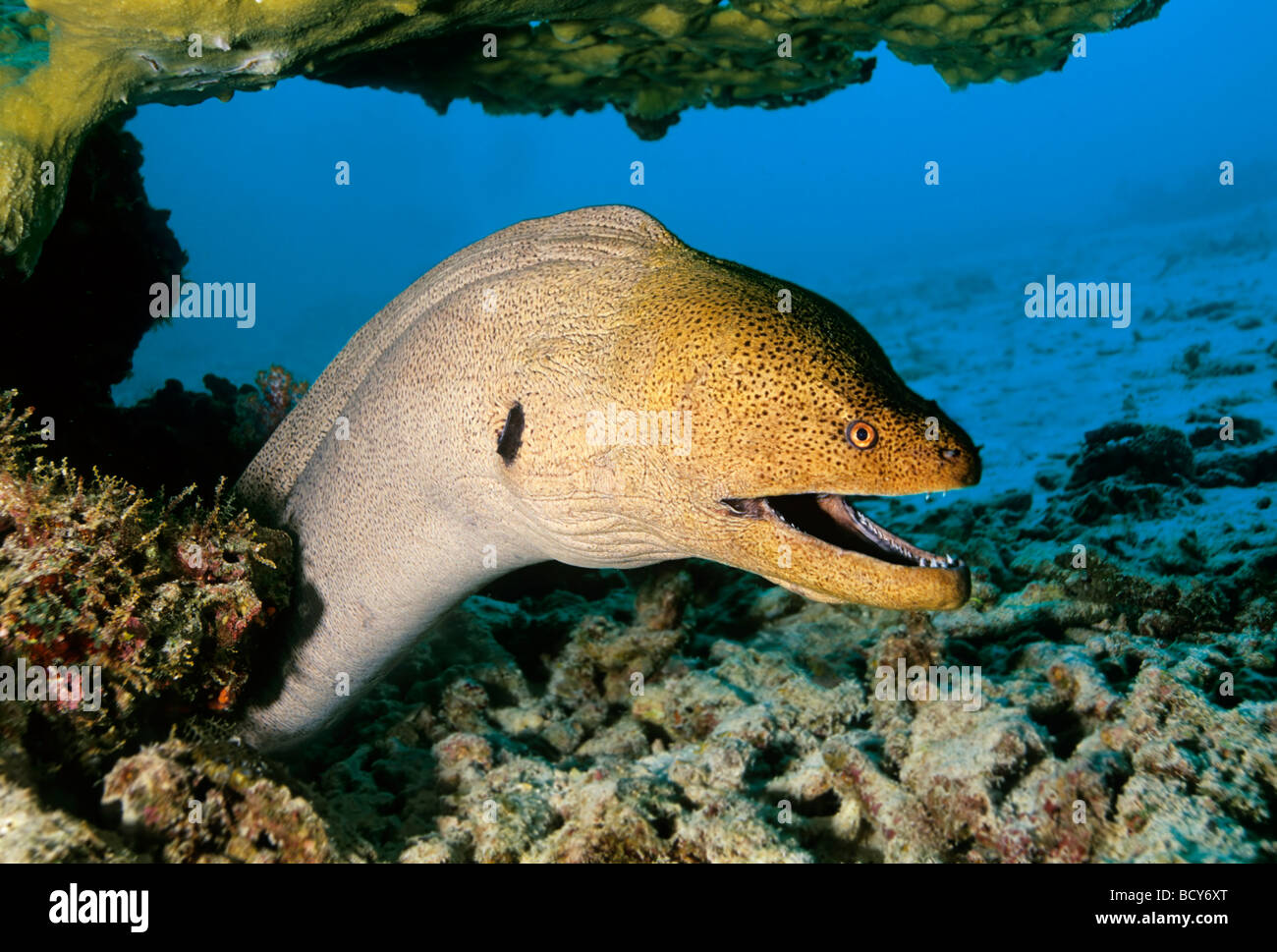 Moray (Gymnothorax javijancus gigante) postering agresivamente en su escondite, peligroso, las islas Similan, Mar de Andaman, Tailandia Foto de stock