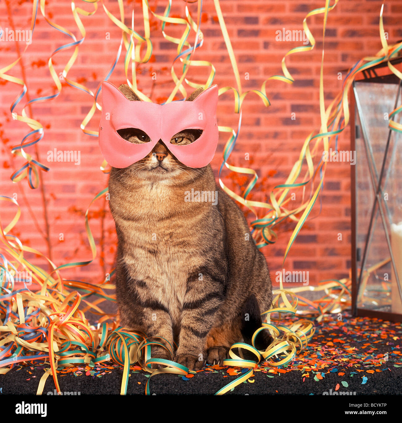 Gato doméstico. Adulto con máscara y serpentinas de papel, carnaval  Fotografía de stock - Alamy