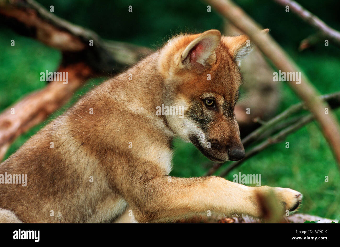 Lobo pequeño fotografías e imágenes de alta resolución - Página 3 - Alamy