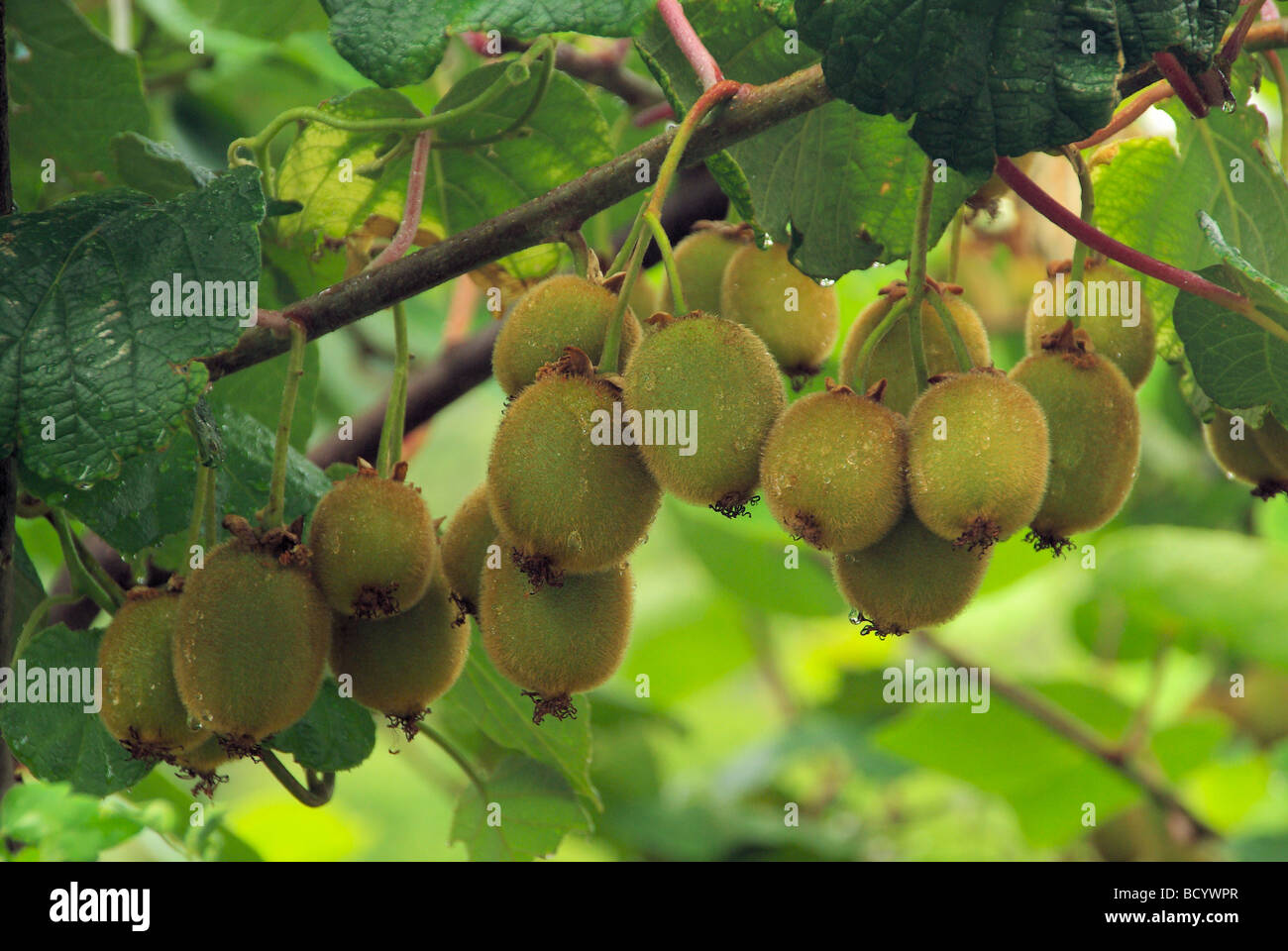 Soy Kiwi kiwi Strauch sobre bush 03 Foto de stock