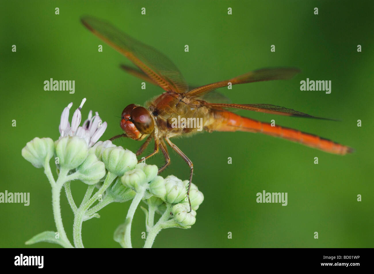 Needham s Skimmer Libellula needhami adulto en Rose Palafoxia Palafoxia rosea Condado Willacy Valle Río Grande, Texas, EE.UU. Foto de stock