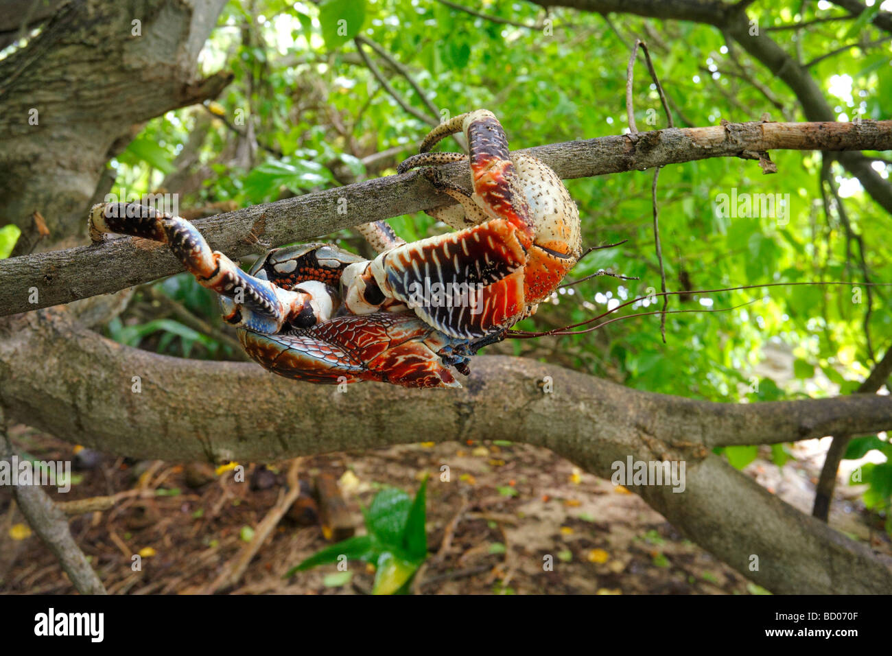 El cangrejo de coco, Fakarava, Archipiélago Tuamotu, en la Polinesia Francesa Foto de stock