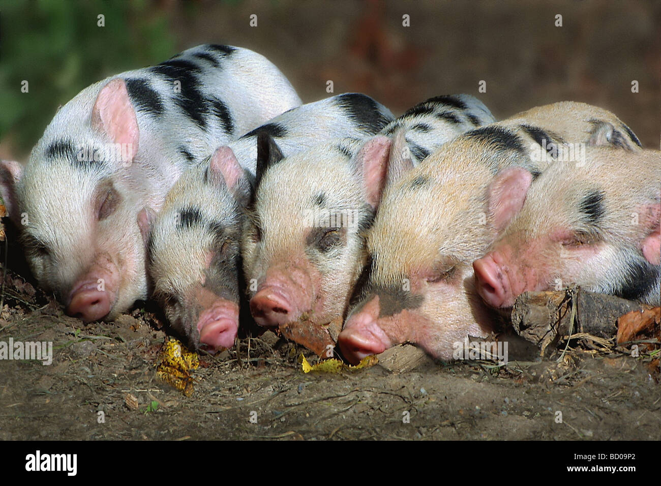 cinco cachorros de cerdo Fotografía de stock - Alamy