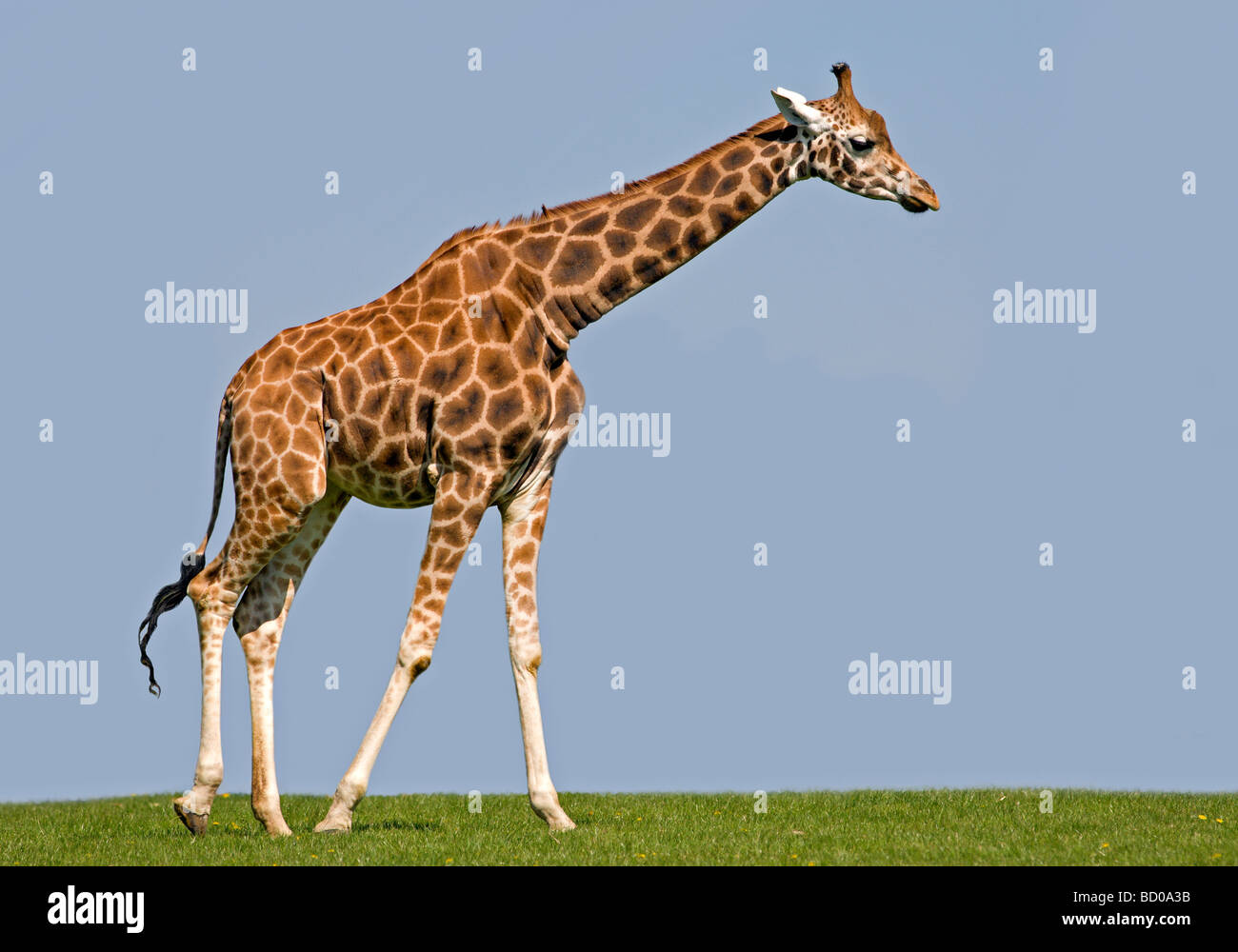 Jirafa (giraffa camelopardarlis) Foto de stock