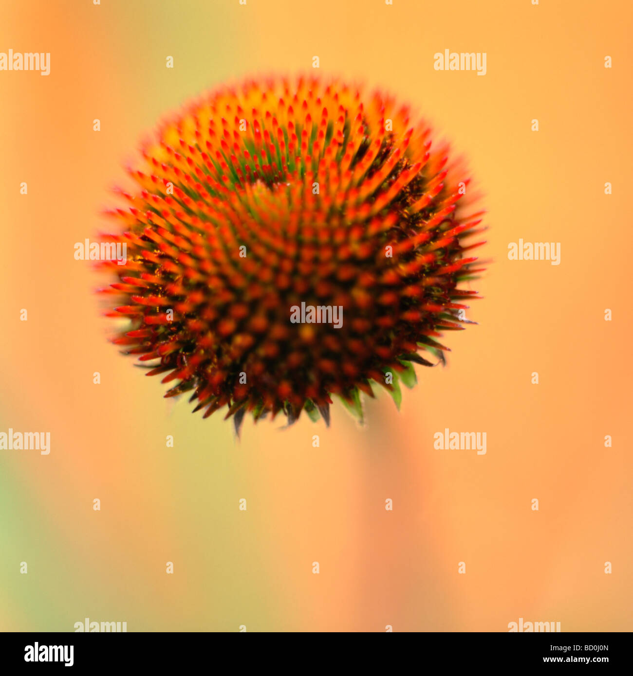 Una llamativa flor encontrada en medicinas herbarias fotografía artística Jane Ann Butler Fotografía JABP284 Foto de stock