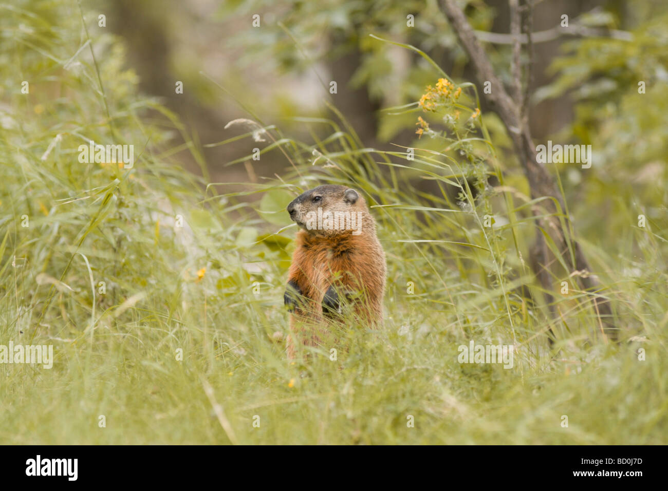 Curiosa marmota o en el césped de la marmota en Canadá. Animal salvaje en el bosque. Foto de stock