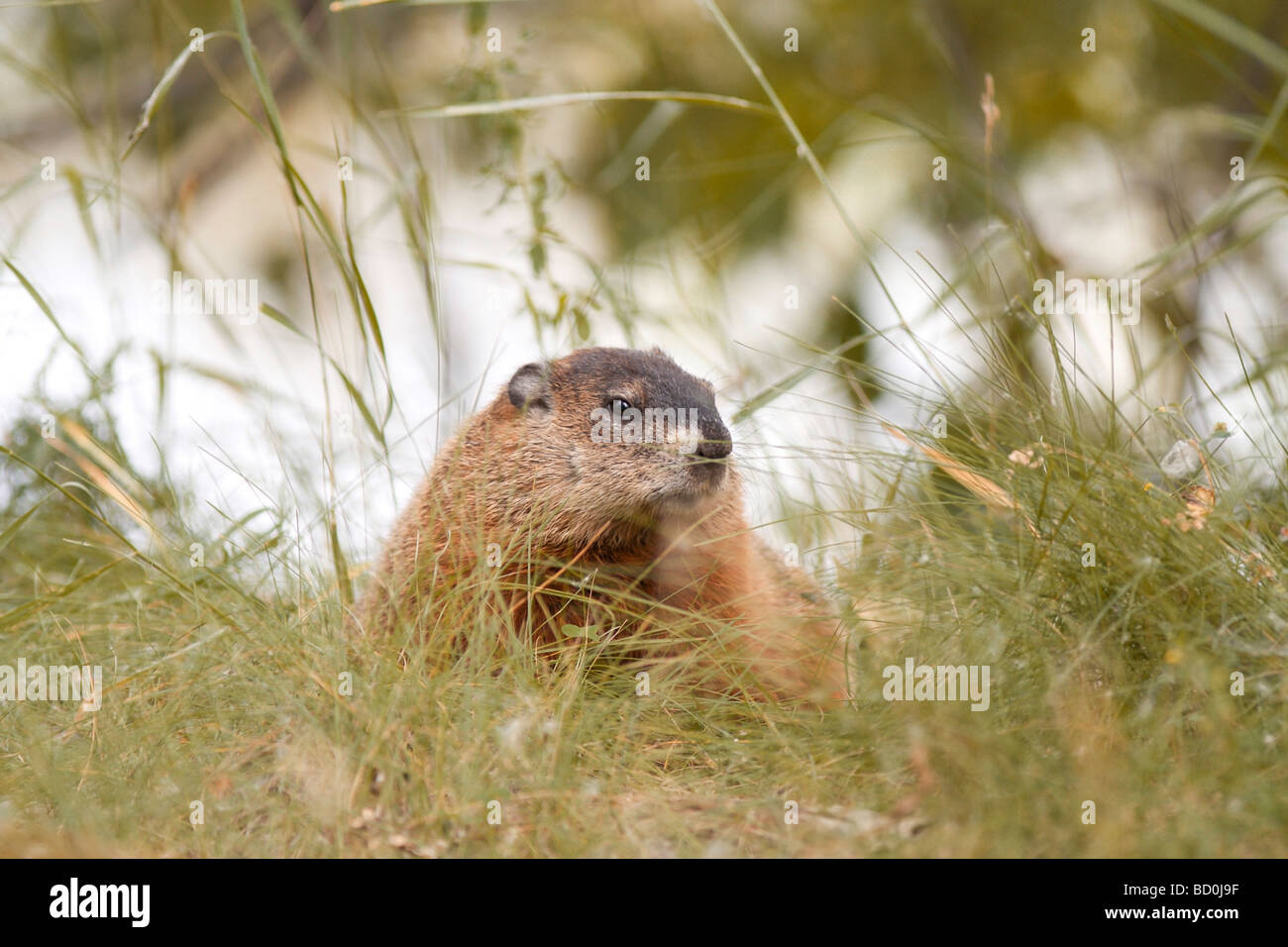 Marmot o en el césped de la marmota en Canadá. Animal salvaje en el bosque. Foto de stock