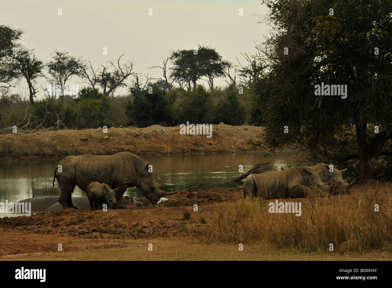 Choque de rinocerontes, rinoceronte blanco, Ceratotherium simum, Hippopotamus amphibius, agujero de agua, Parque Nacional Royal Hlane Swazilandia Foto de stock