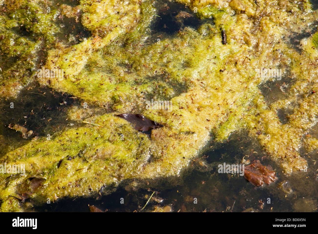 Las algas que crecen en el agua contaminada Foto de stock