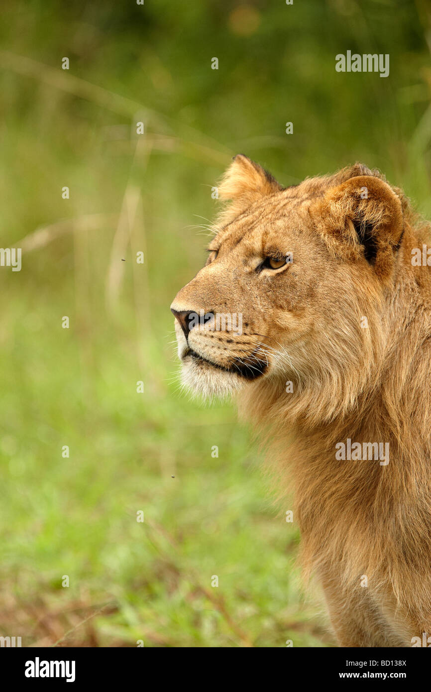 Leones africanos, el Parque Nacional Queen Elizabeth Fotografía de stock -  Alamy