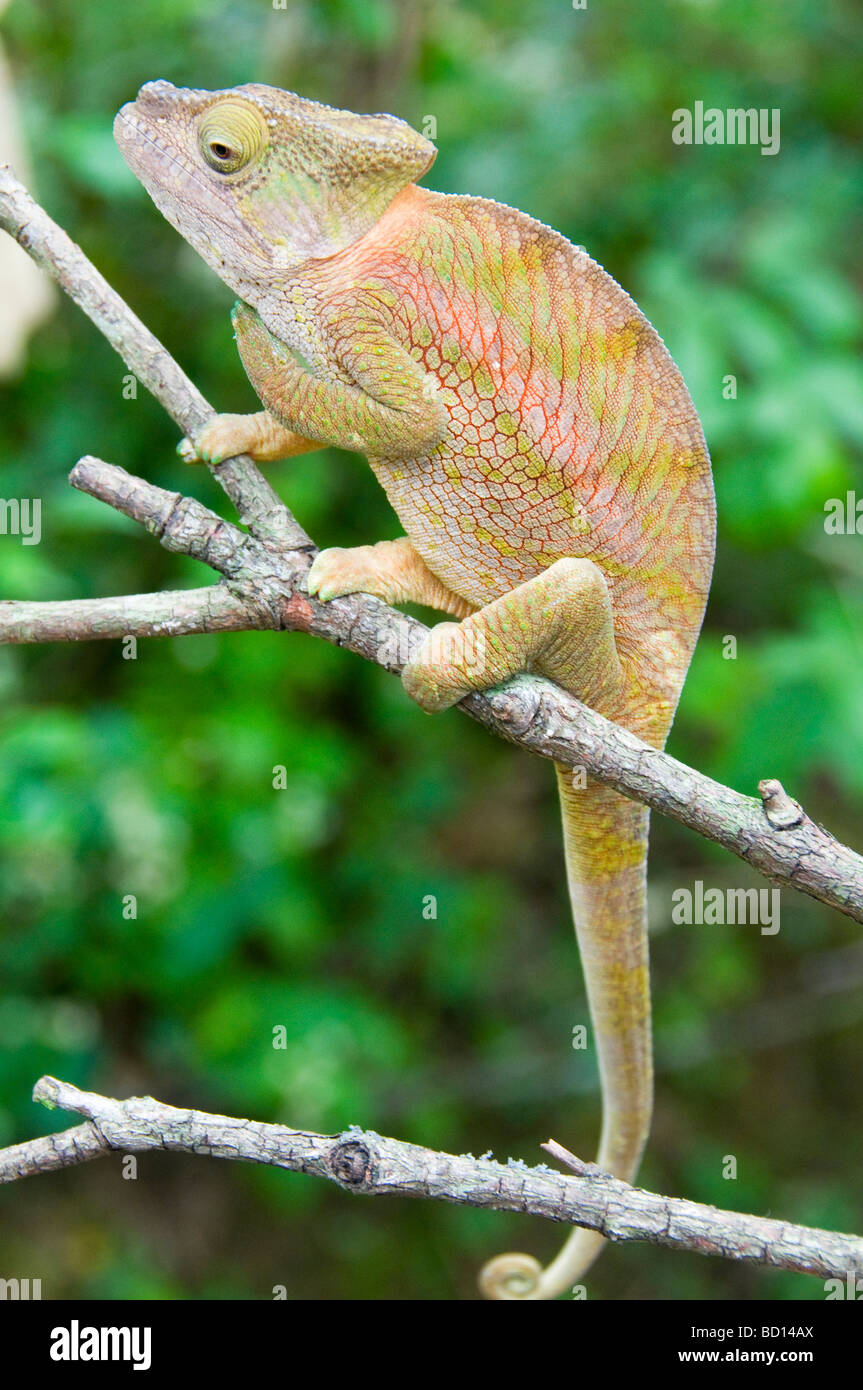 Camaleón s fotografías e imágenes de alta resolución - Página 3 - Alamy