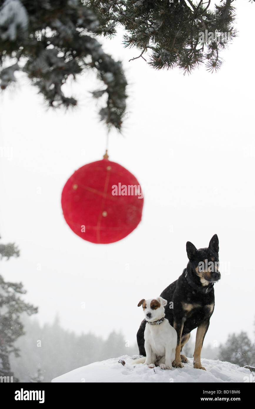 Dos perros sentados juntos sobre el montículo de nieve, Navidad colgando en la rama en primer plano Foto de stock