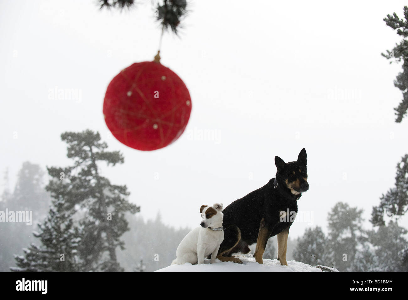 Los perros sentados juntos sobre el montículo de nieve en el bosque, ornamento navideño colgando de la rama en primer plano Foto de stock