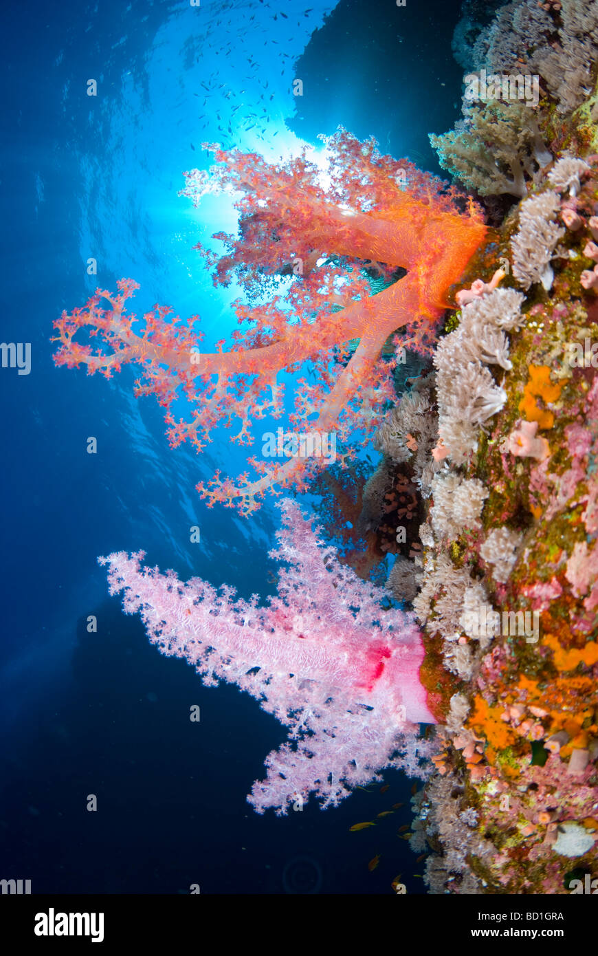 Coloridos arrecifes de coral con escenas de corales suaves de púrpura y rojo. Safaga, Mar Rojo Foto de stock