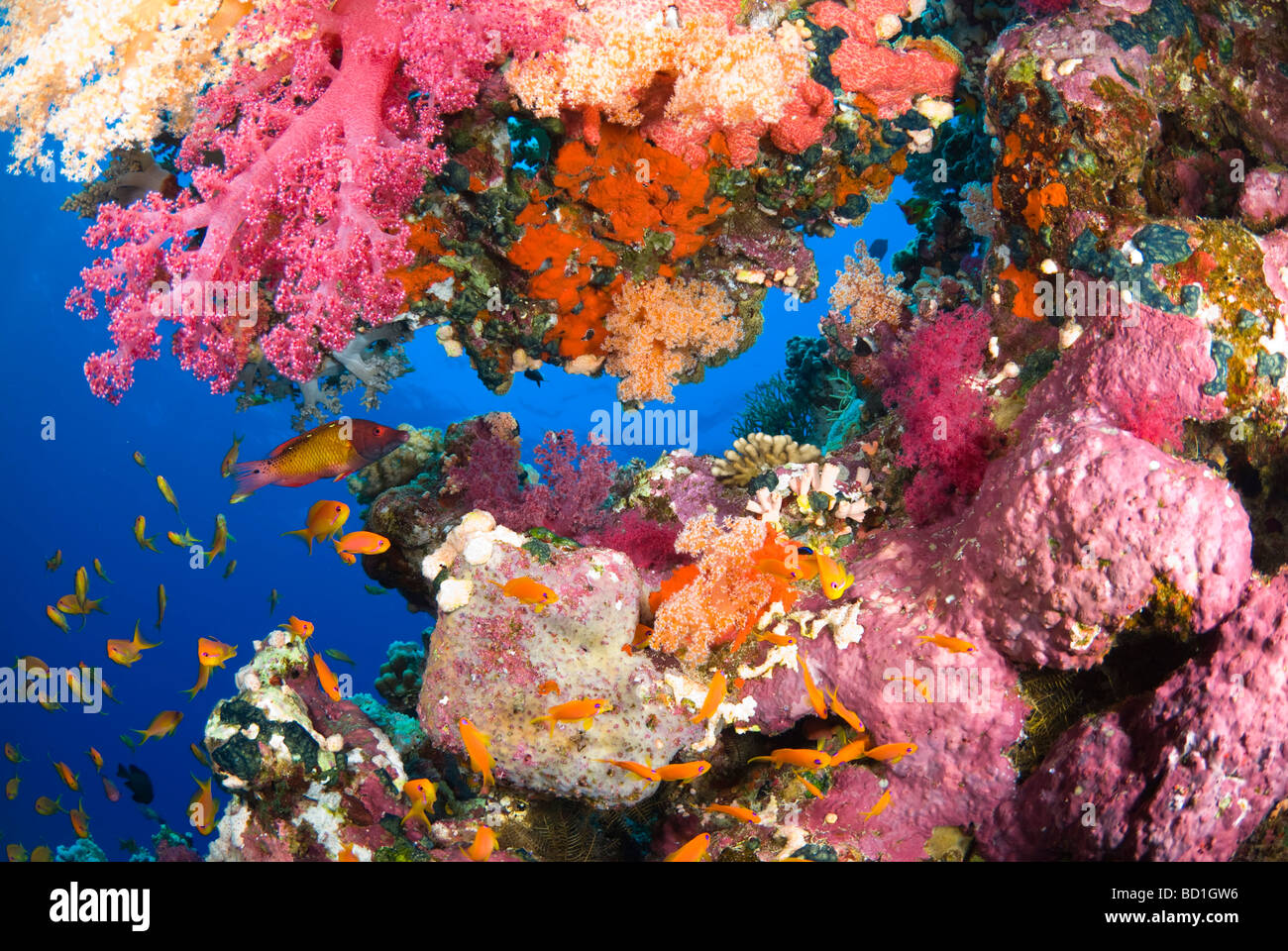Escena con arrecifes de coral coloridos corales suaves de púrpura y diversos peces tropicales. Safaga, Mar Rojo Foto de stock