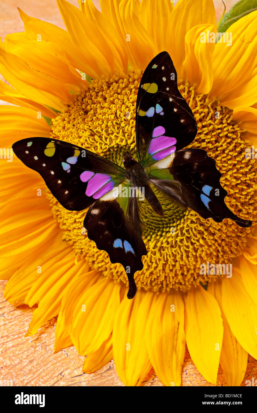 Mariposa negro girasol flor flores pétalos pétalos florales fotografías e  imágenes de alta resolución - Alamy