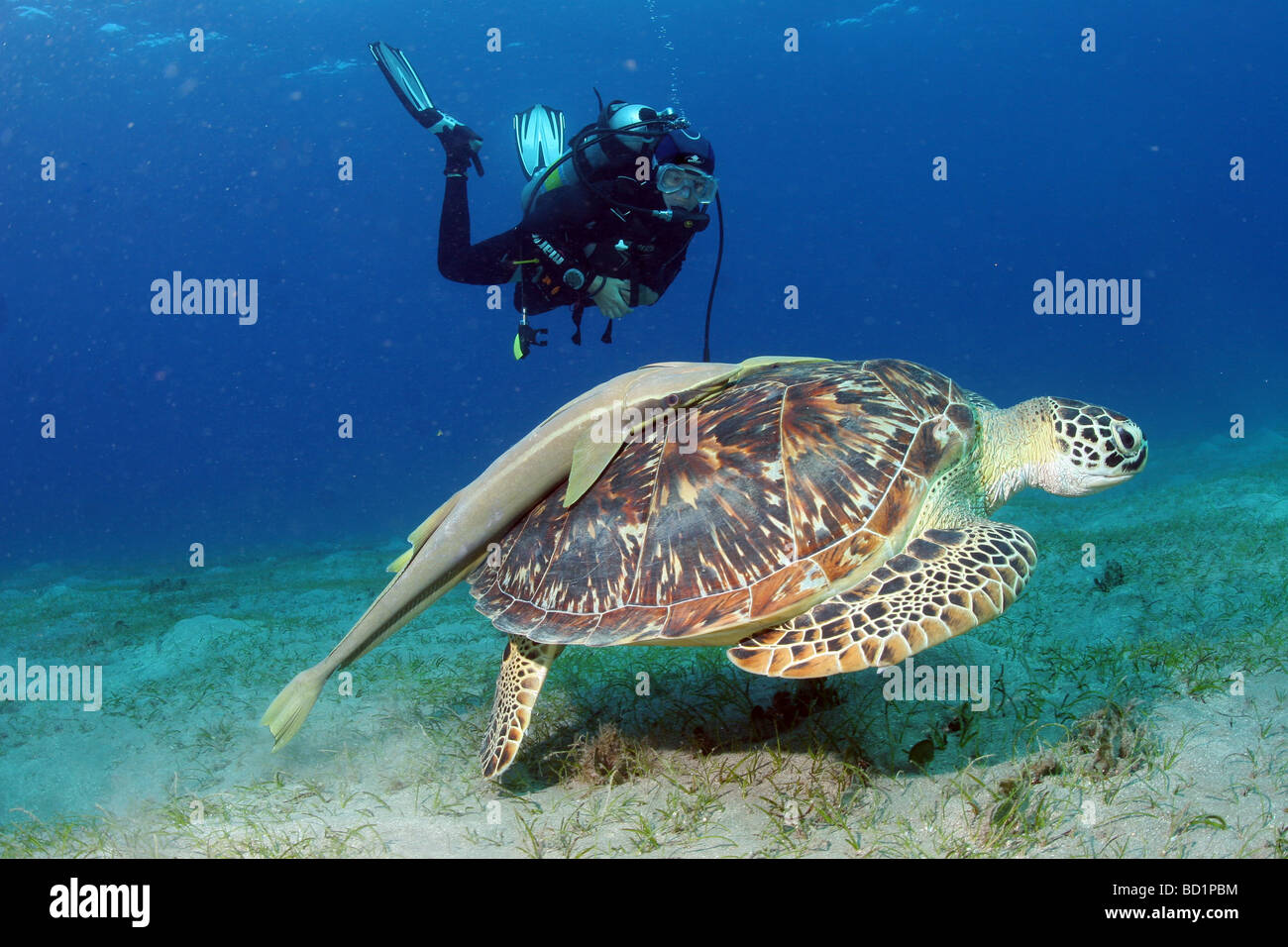 Encuentro con una tortuga carey, mientras que el buceo en el Mar Rojo cerca de Marsa Alam en Egipto Foto de stock