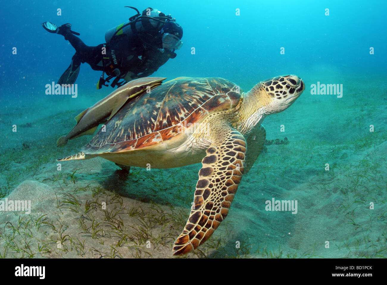Encuentro con una tortuga carey, mientras que el buceo en el Mar Rojo cerca de Marsa Alam en Egipto Foto de stock