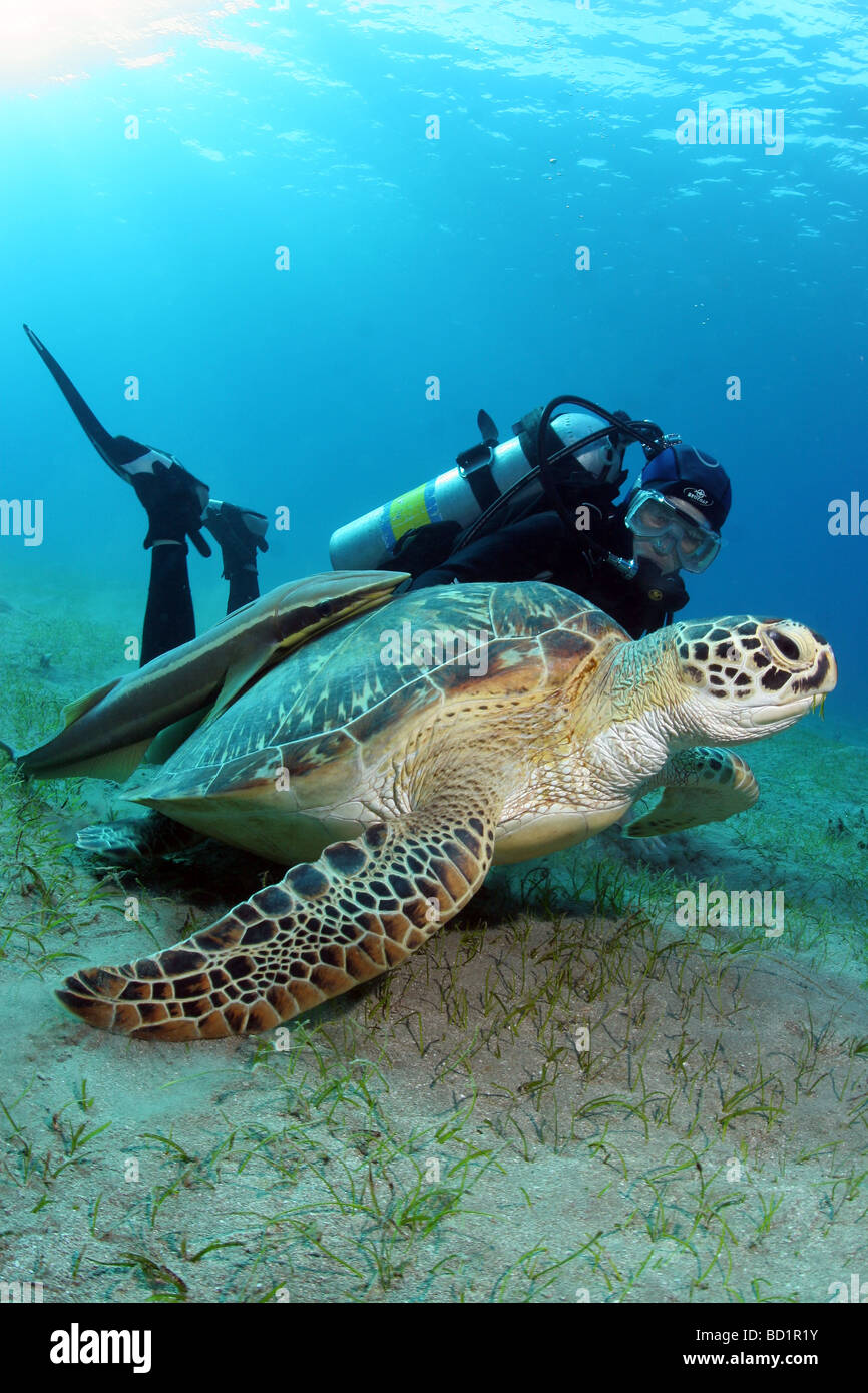 Encuentro con una tortuga carey, mientras que el buceo en el Mar Rojo cerca de Marsa Alam en Egipto Foto de stock