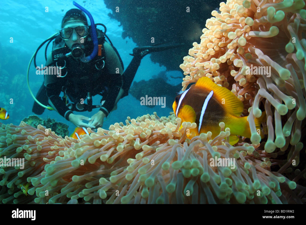 Encuentro con un mar rojo pez payaso mientras buceo en el Mar Rojo cerca de Marsa Alam en Egipto Foto de stock