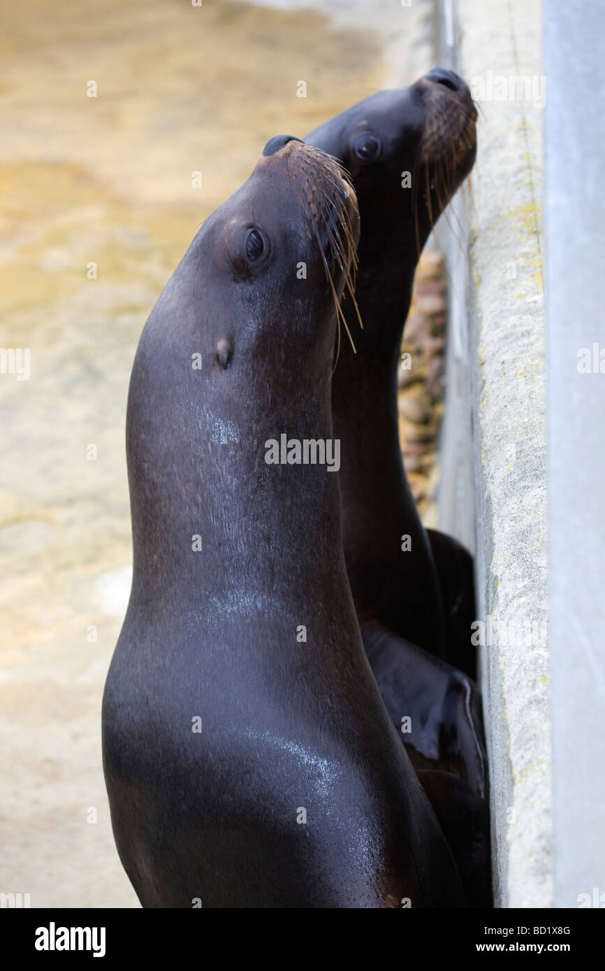 Lobo de mar animales cautivos en el National Seal Sanctuary Foto de stock