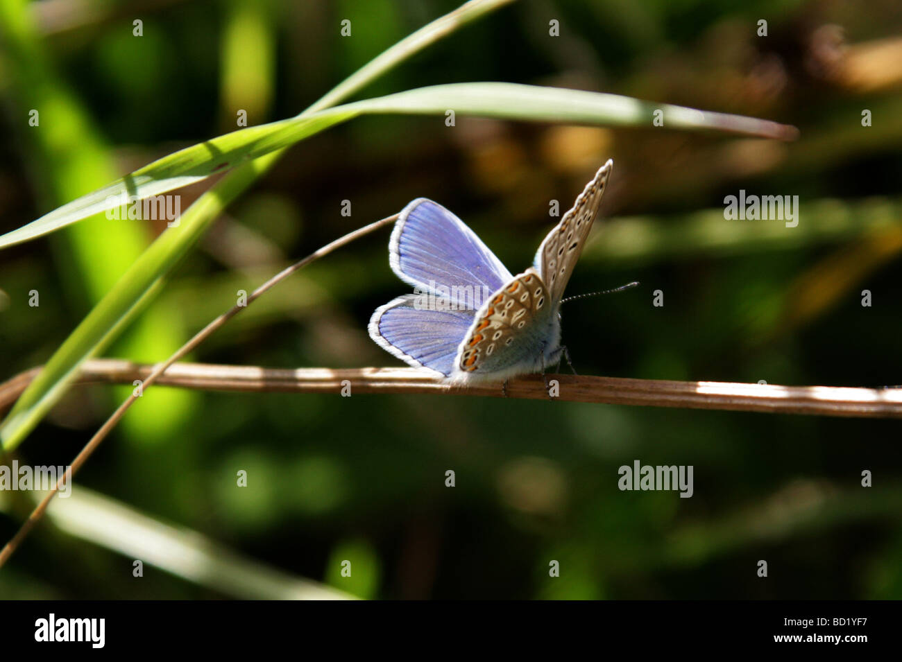 Mariposa Azul Común, Polyommatus Icarus, Lycaenidae. REINO UNIDO Foto de stock