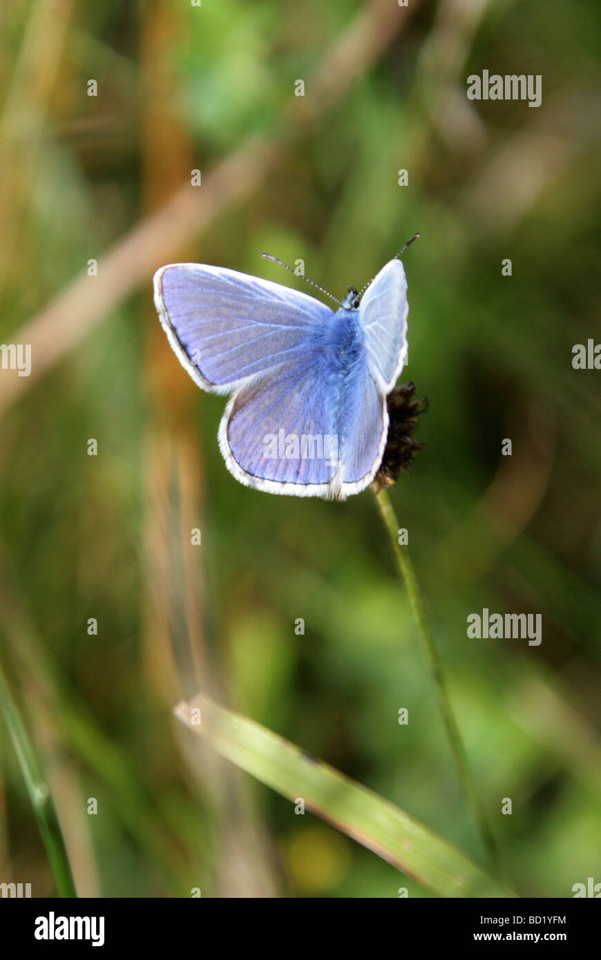 Mariposa Azul Común, Polyommatus Icarus, Lycaenidae. REINO UNIDO Foto de stock