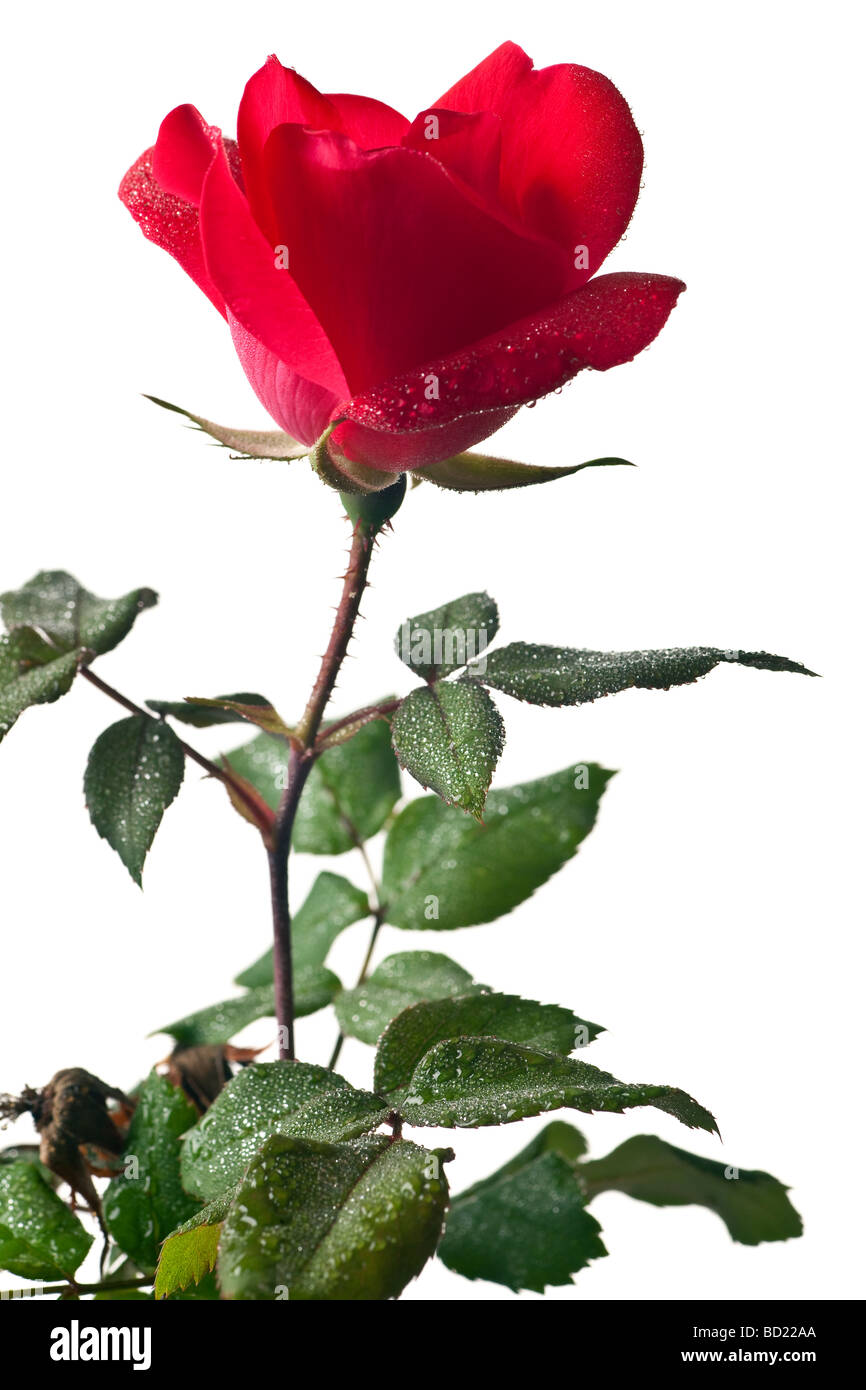 Rosa de jardín aislado en un fondo blanco. Foto de stock