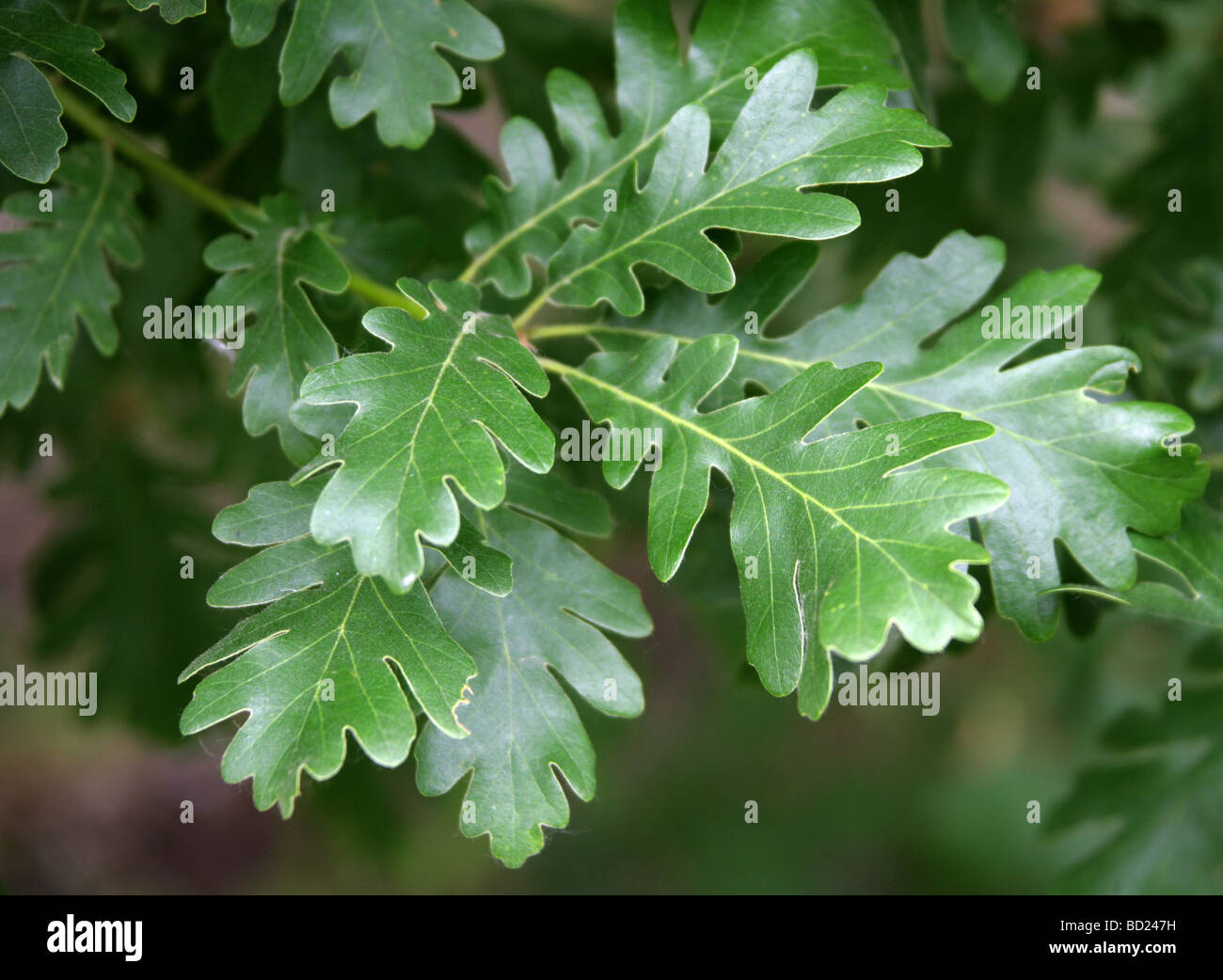 Kasnak hojas de roble, Quercus vulcanica, Fagaceae, del Suroeste de Asia Foto de stock