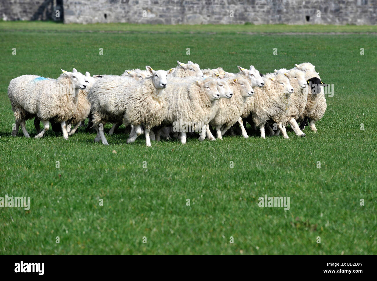 Un rebaño de ovejas correr alrededor de inmuebles a nivel nacional ovejero lanzamiento de prueba en la Colina del Castillo Filleigh Devon Foto de stock